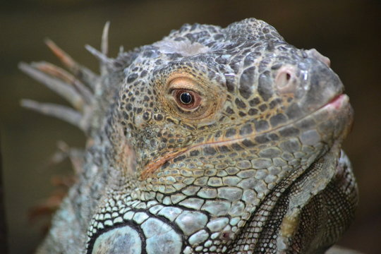 Lizard - head, close-up