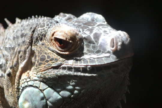 Lizard - head, close-up