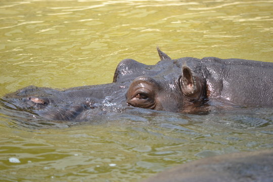Hippopotamus swimming in water