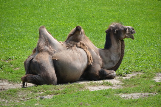 Camel laying on grass