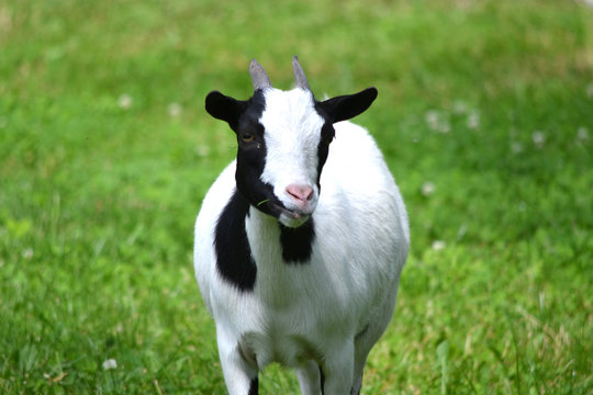 Young black and white goat, grass