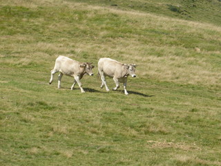 Obraz premium Vaches de montagne