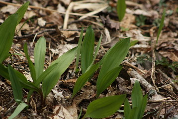 Ramps