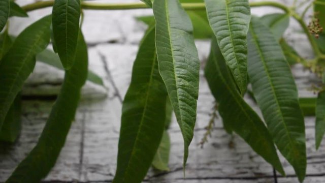 Silvana Comugnero Cymbopogon Citronella Zitronengr&auml;ser Цимбопогон video Zacate Lemongrass limoncillo movie Hierba de lim&oacute;n Palczatka Citroengras إذخر 