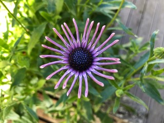 Obraz premium Osteospermum Nasinga Purple flower