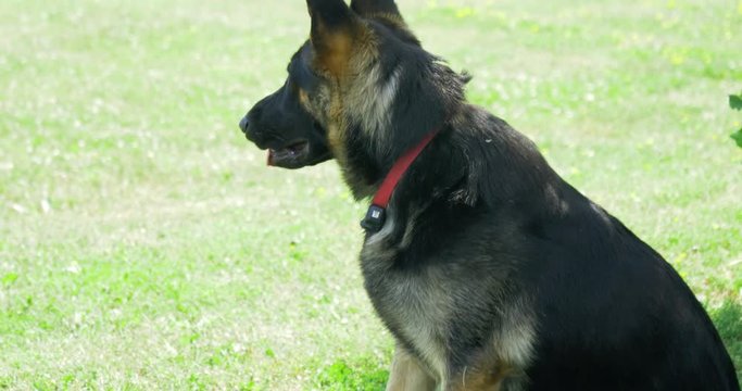 german shepherd sitting in the grass