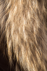 Decorative animal  fur as a background