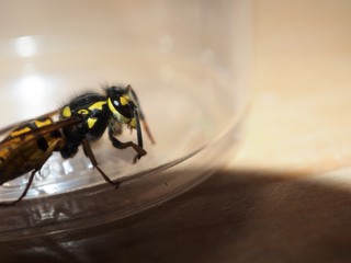 Wespe