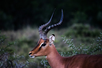 Impala Buck