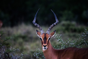 Impala Male