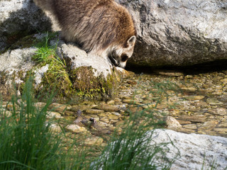 Waschbär Tierpark Grünau