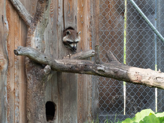 Waschbär Tierpark Grünau