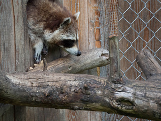 Waschbär Tierpark Grünau