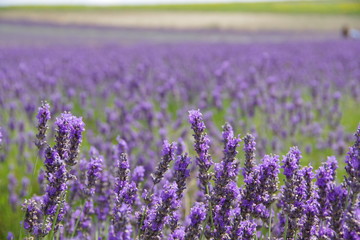 Obraz premium lavender flowers in UK