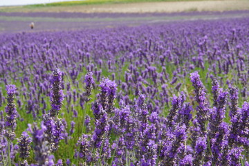 Obraz premium lavender flowers in UK