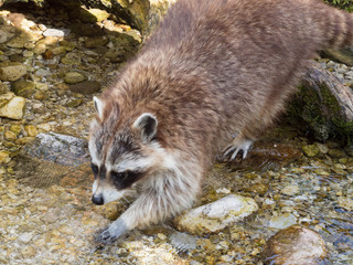 Waschb&auml;r Tierpark Gr&uuml;nau