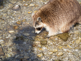 Waschbär Tierpark Grünau