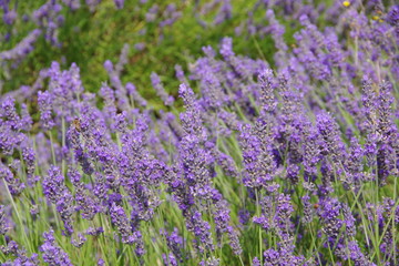 Obraz na płótnie Canvas lavender flowers in UK