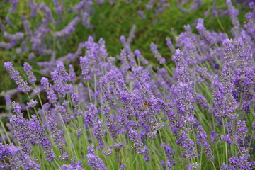 Obraz na płótnie Canvas lavender flower in UK