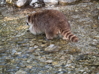 Waschbär Tierpark Grünau