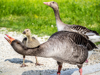Gänse Tierpark Grünau