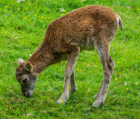 Reh Tierpark Grünau