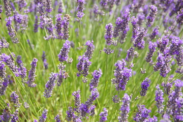lavender flowers in UK
