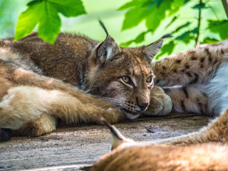 Luchs  Tierpark Grünau