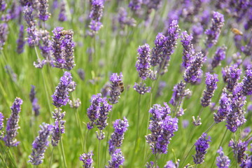 lavender flowers in UK