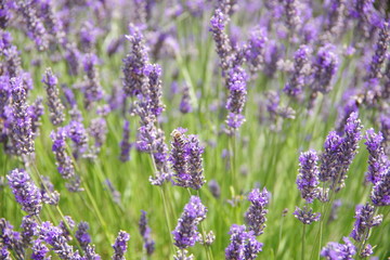 lavender flowers in UK