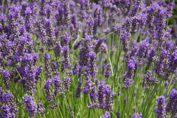 lavender flowers in UK