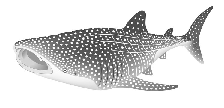 565 Best ジンベイザメ Images Stock Photos Vectors Adobe Stock 565 Best ジンベイザメ Images Stock Photos Vectors Adobe Stock