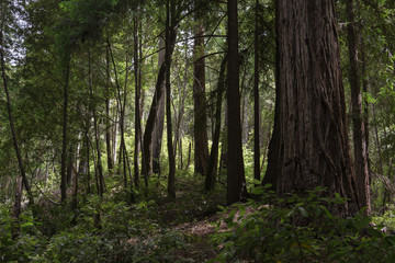 Montgomery Redwood Forest