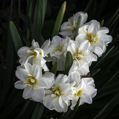 Obraz na płótnie Canvas White Begonia Cluster