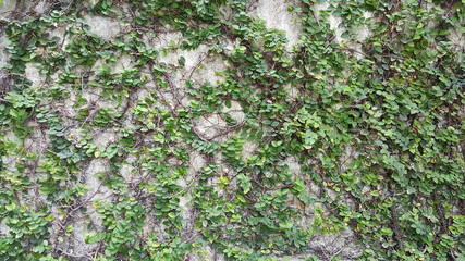 Coatbuttons, Mexican daisy. tree small leaf planted on the wall as an ornamental plant for decorate a house wall or fence. Ficus pumila.