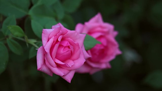 Dos Rosas de color rosa entre hojas verdes
