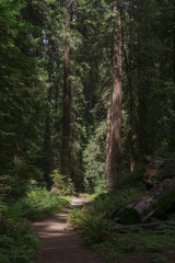 Fototapeta premium Montgomery Redwood Forest