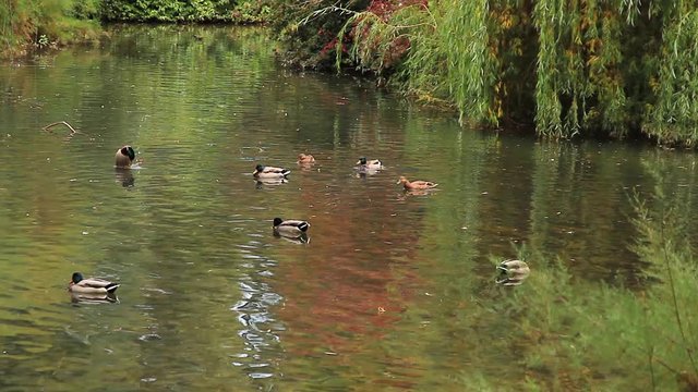 Patos machos y hembras nadando en un lago de parque urbano 
