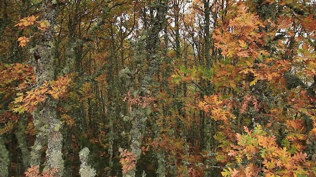 Robles jovenes, con colores del oto&ntilde;o , con las hojas y los troncos cubiertos por liquenes moviendose por el viento
