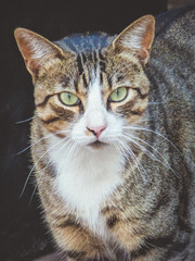 Gato montes en aldea de Guadalajara, España