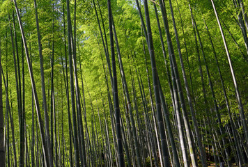 Bamboo forest-7