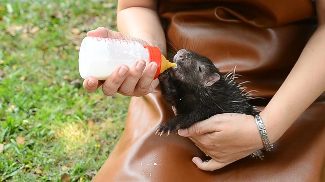 zookeeper feeding baby porcupine