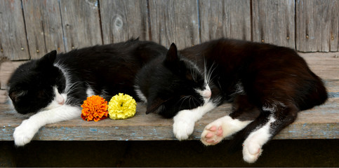two black and white cat sleeping, funny lazy pets, rest, fatigue