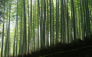 Fototapeta na wymiar Bamboo forest-10