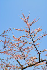 桜　枝　春　空　素材