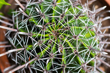 close up textured fresh cactus plant with prickly pears , green color of thorn tree in pot at natural garden . macro top view cactus .