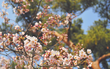 桜　春　素材