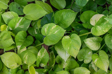 Fototapeta na wymiar love green leaf background .