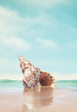 A triton seashell done in a retro style with subtle, desaturated colors.
