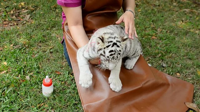 zookeeper feeding baby white tiger
